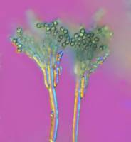Penicillium x160